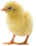 Kuikens