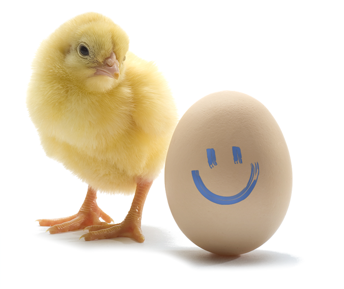 Kuikens